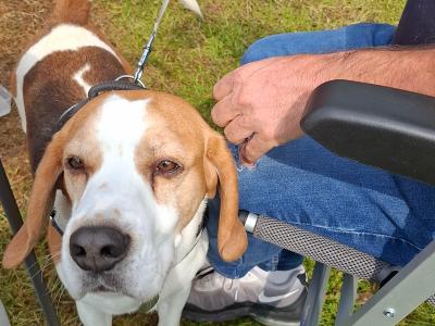 Louis the Best Boy Beagle