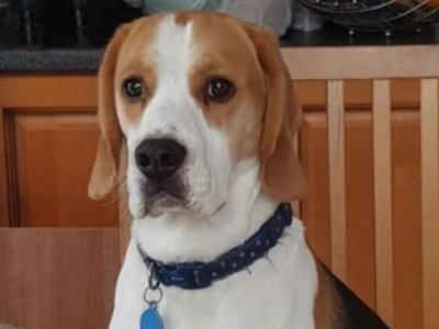 Louis the Best Boy Beagle