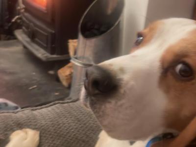 Louis the Best Boy Beagle