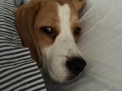 Louis the Best Boy Beagle