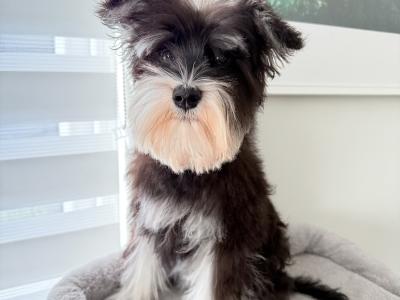 IKC Registered Miniature Schnauzer in Greystones