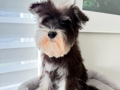 IKC Registered Miniature Schnauzer in Greystones