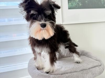 IKC Registered Miniature Schnauzer in Greystones