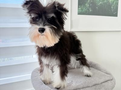 IKC Registered Miniature Schnauzer in Greystones
