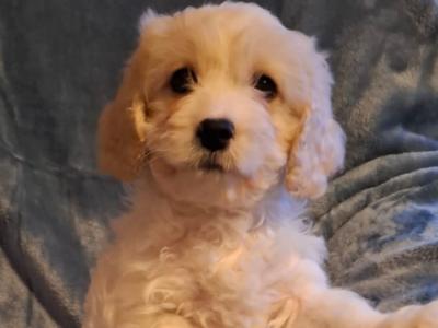 Lovely Affectionate Cavachon puppies in Limerick
