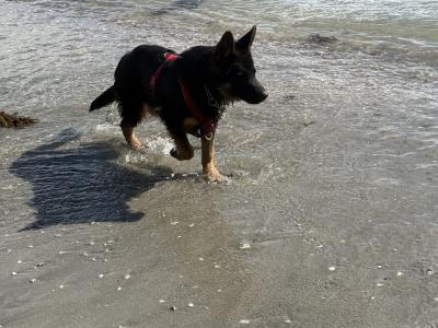 Purebred Long Haired male German Shepherd puppy 7 months old in Cork (Excellent Pedigree)
