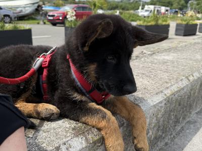 Purebred Long Haired male German Shepherd puppy 7 months old in Cork (Excellent Pedigree)
