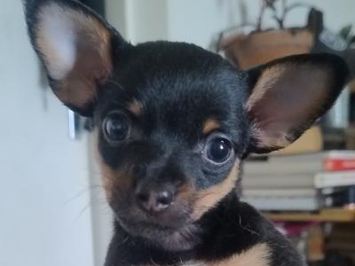 Long and short- haired Russian Toy Terrier puppies