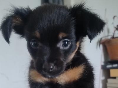 Long and short- haired Russian Toy Terrier puppies