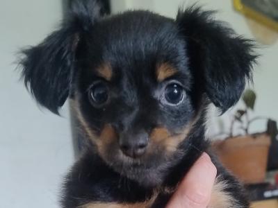 Long and short- haired Russian Toy Terrier puppies