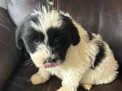 Tibetan Terrier puppies in Wexford