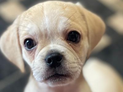 Cute Puggle puppies (Pug x Beagle) in Laois 🐶