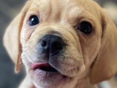 Cute Puggle puppies (Pug x Beagle) in Laois 🐶