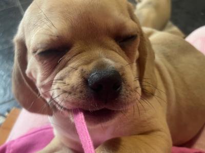 Cute Puggle puppies (Pug x Beagle) in Laois 🐶