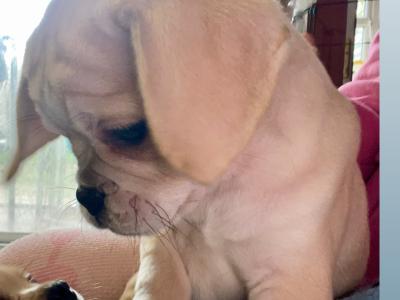 Cute Puggle puppies (Pug x Beagle) in Laois 🐶