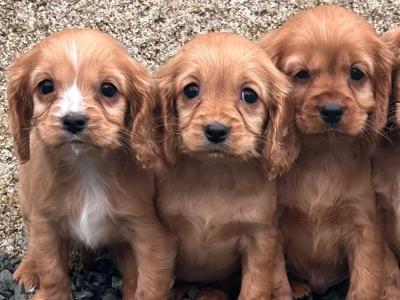 Cockalier pups (Cocker Spaniel and Cavalier King Charles