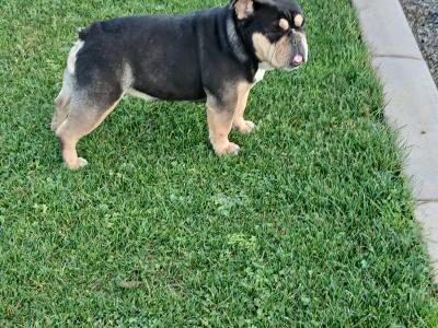 Female English Bulldog in Cavan