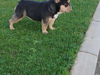 Female English Bulldog in Cavan