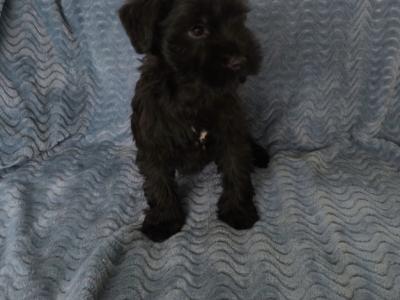 Miniature Schnauzer puppies in Wexford