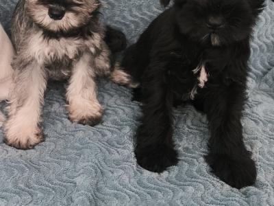 Miniature Schnauzer puppies in Wexford