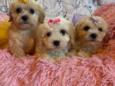 Adorable Cavachon puppies in Carlow