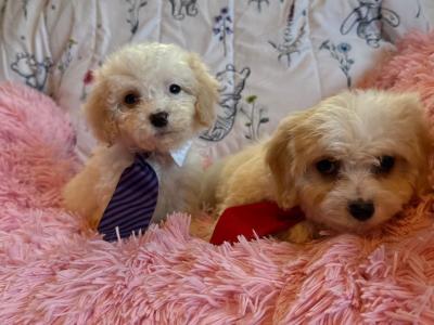 Adorable Cavachon puppies in Carlow