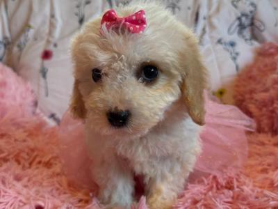 Adorable Cavachon puppies in Carlow