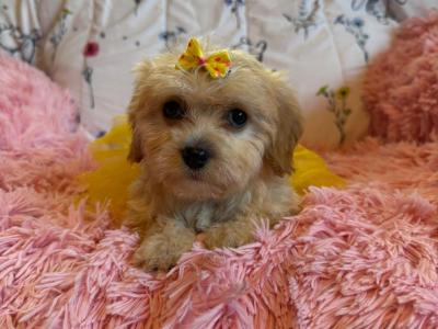 Adorable Cavachon puppies in Carlow