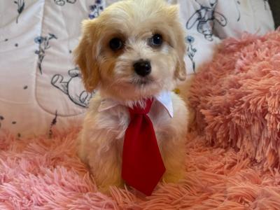 Adorable Cavachon puppies in Carlow