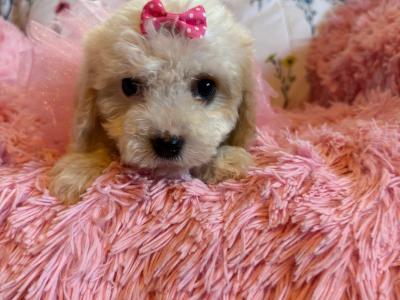 Adorable Cavachon puppies in Carlow