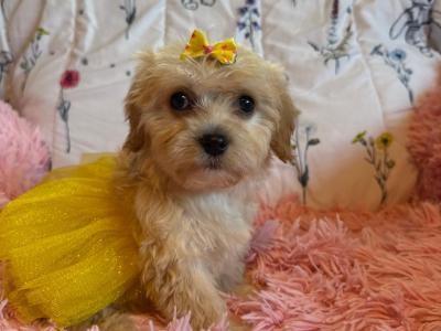 Adorable Cavachon puppies in Carlow