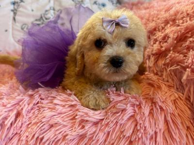Adorable Cavachon puppies in Carlow