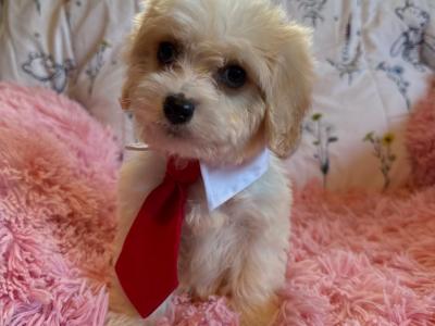 Adorable Cavachon puppies in Carlow