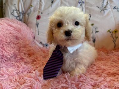 Adorable Cavachon puppies in Carlow