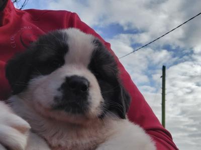 Pedigree Saint Bernard puppies in Roscommon