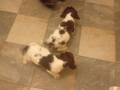 Stunning Springer Spaniel puppies in Wexford