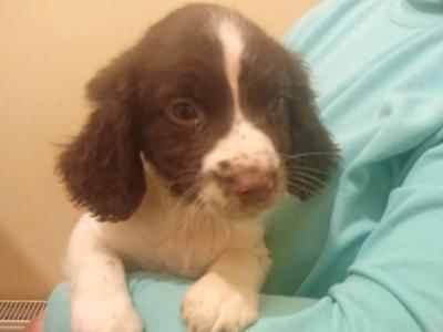 Stunning Springer Spaniel puppies in Wexford