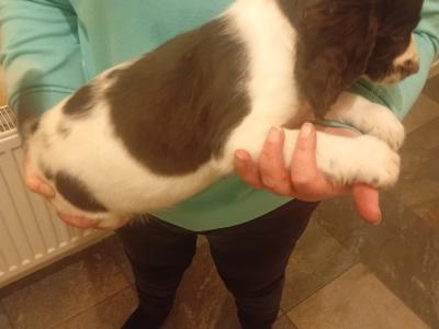 Stunning Springer Spaniel puppies in Wexford