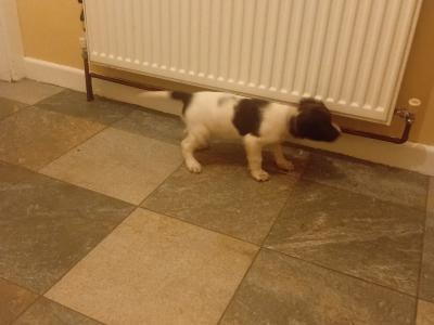 Stunning Springer Spaniel puppies in Wexford
