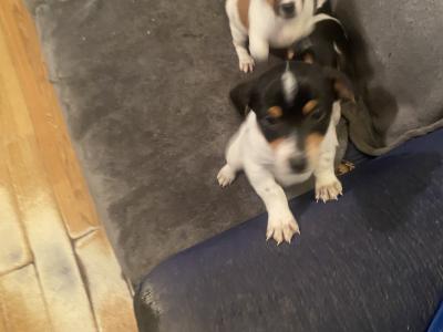 Jack Russell puppies in Kerry