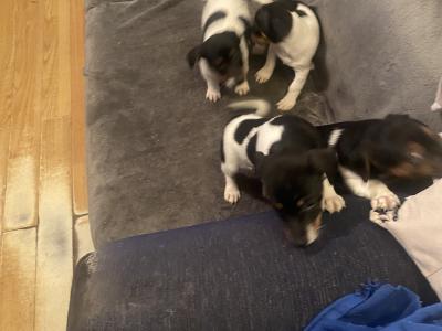 Jack Russell puppies in Kerry