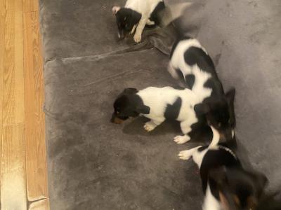 Jack Russell puppies in Kerry