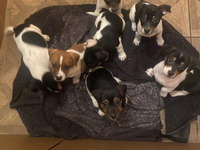 Jack Russell puppies in Kerry