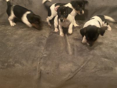 Jack Russell puppies in Kerry