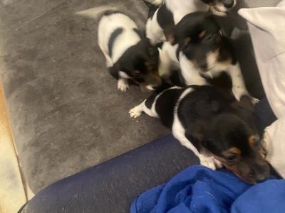 Jack Russell puppies in Kerry