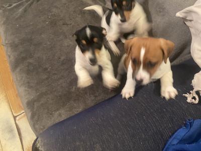 Jack Russell puppies in Kerry