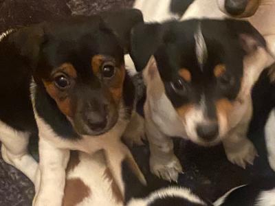 Jack Russell puppies in Kerry