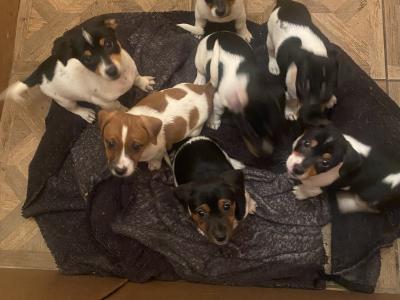 Jack Russell puppies in Kerry