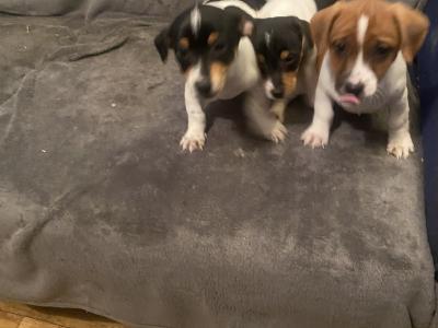 Jack Russell puppies in Kerry