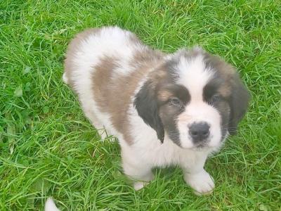 Pedigree Saint Bernard puppies in Roscommon